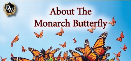 Monarch Butterfly Information
